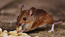 Find Exterminators in New Hanover County